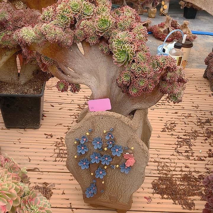 朝霞朵朵脱土发货啊