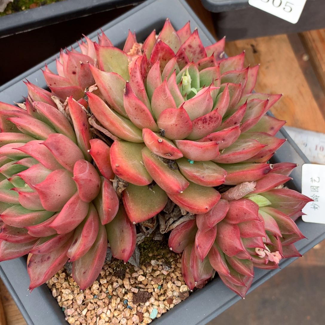 506杂交多肉植物15冠