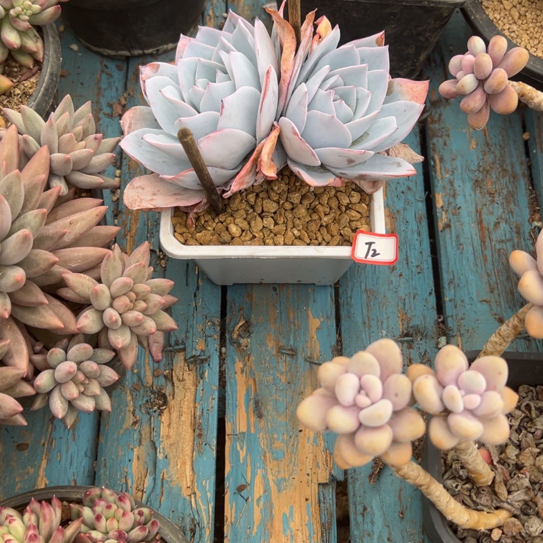 小***C精品多肉植物老桩