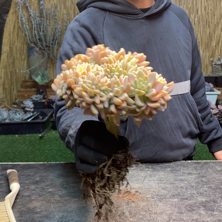456号淡雪锦多肉植物