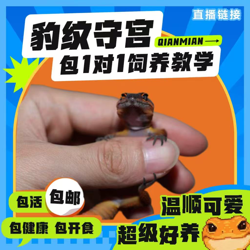 Qianmia爬宠—豹纹守宫活体爬宠适合新手入门易养可爱温柔上手