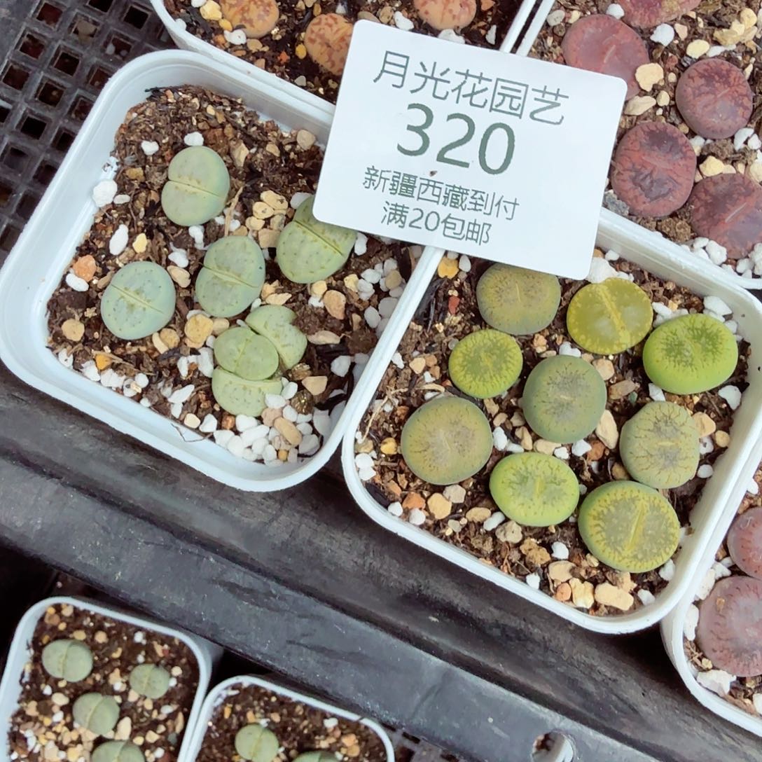 小***t不用我送过去咯的咯320你