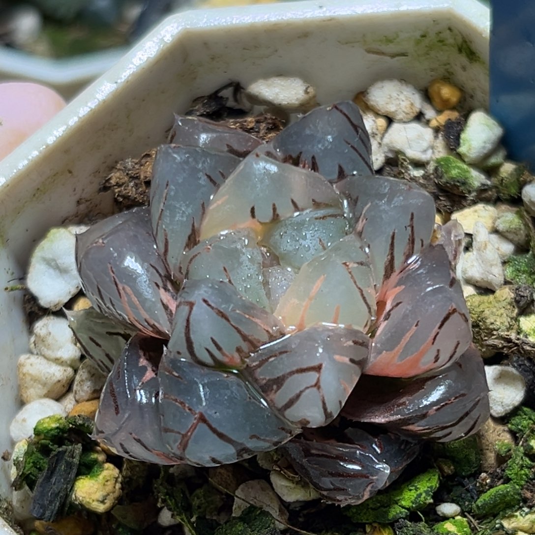 恭喜发财大吉大利769