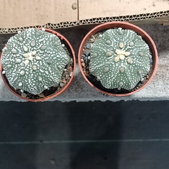 花花世界迷人眼球球好养