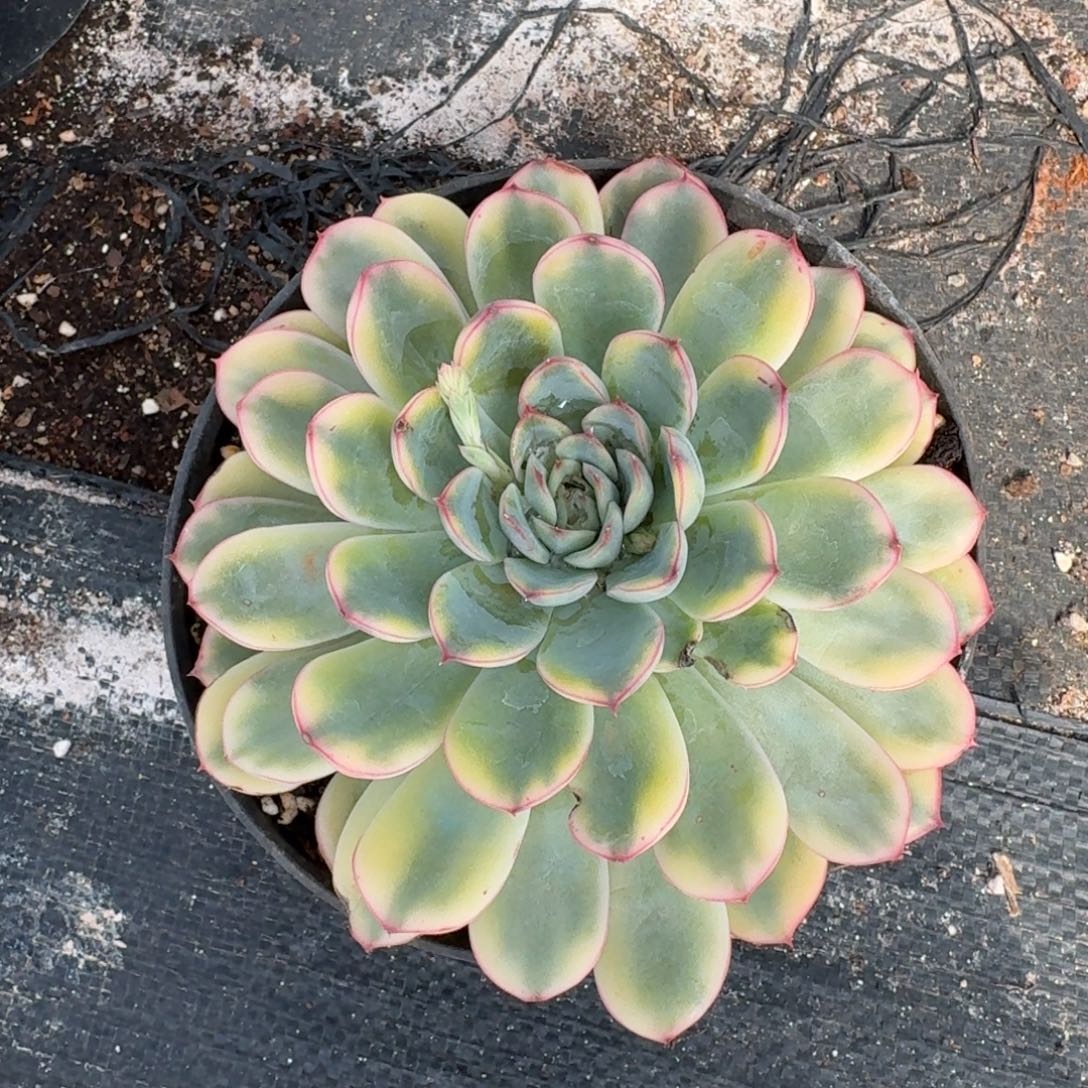 花月夜锦一颗量拍发货