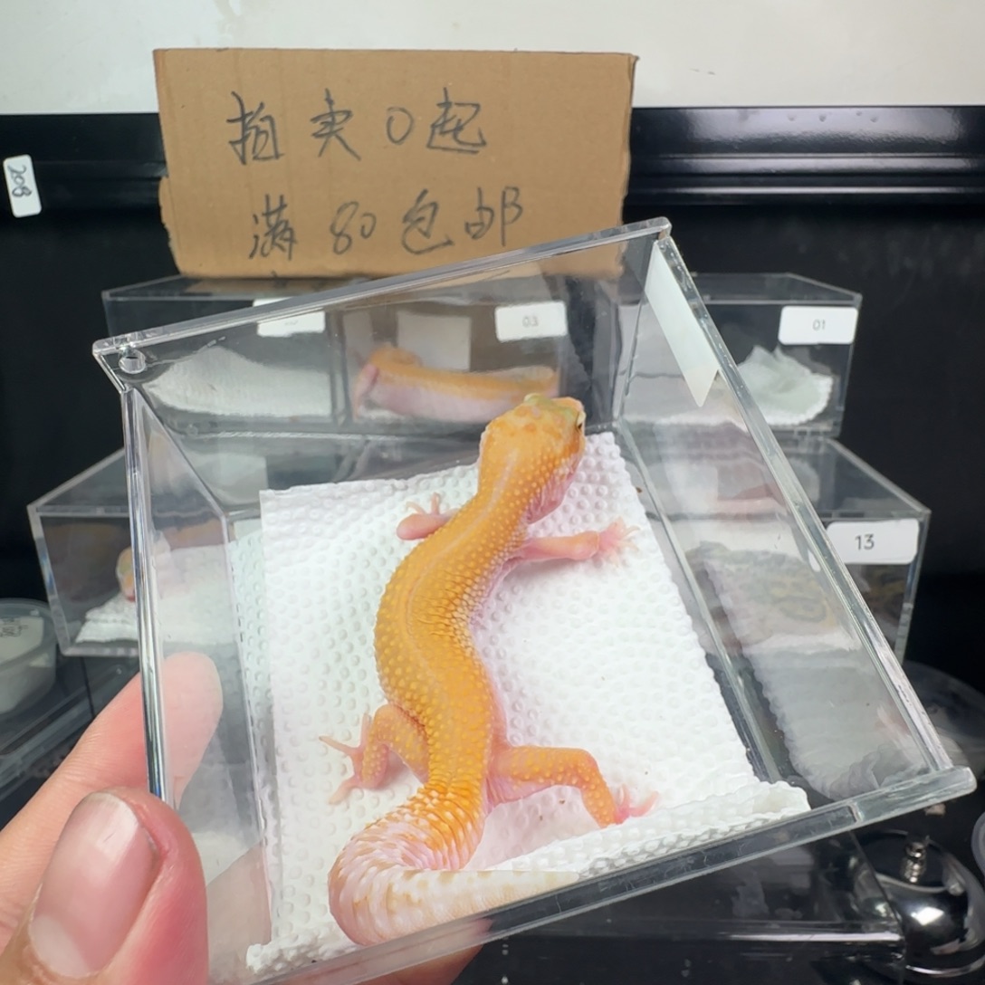 豹纹守宫无纹红眼暴龙妹妹