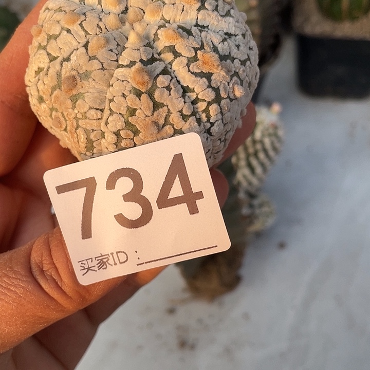 仙人球v734号一个