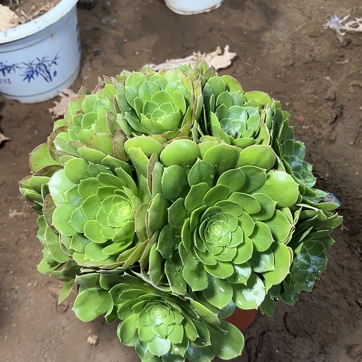 多肉植物万圣节45