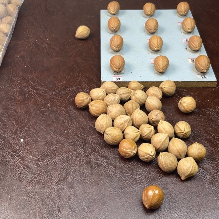 哥***）橄榄核手串德庆王19.25