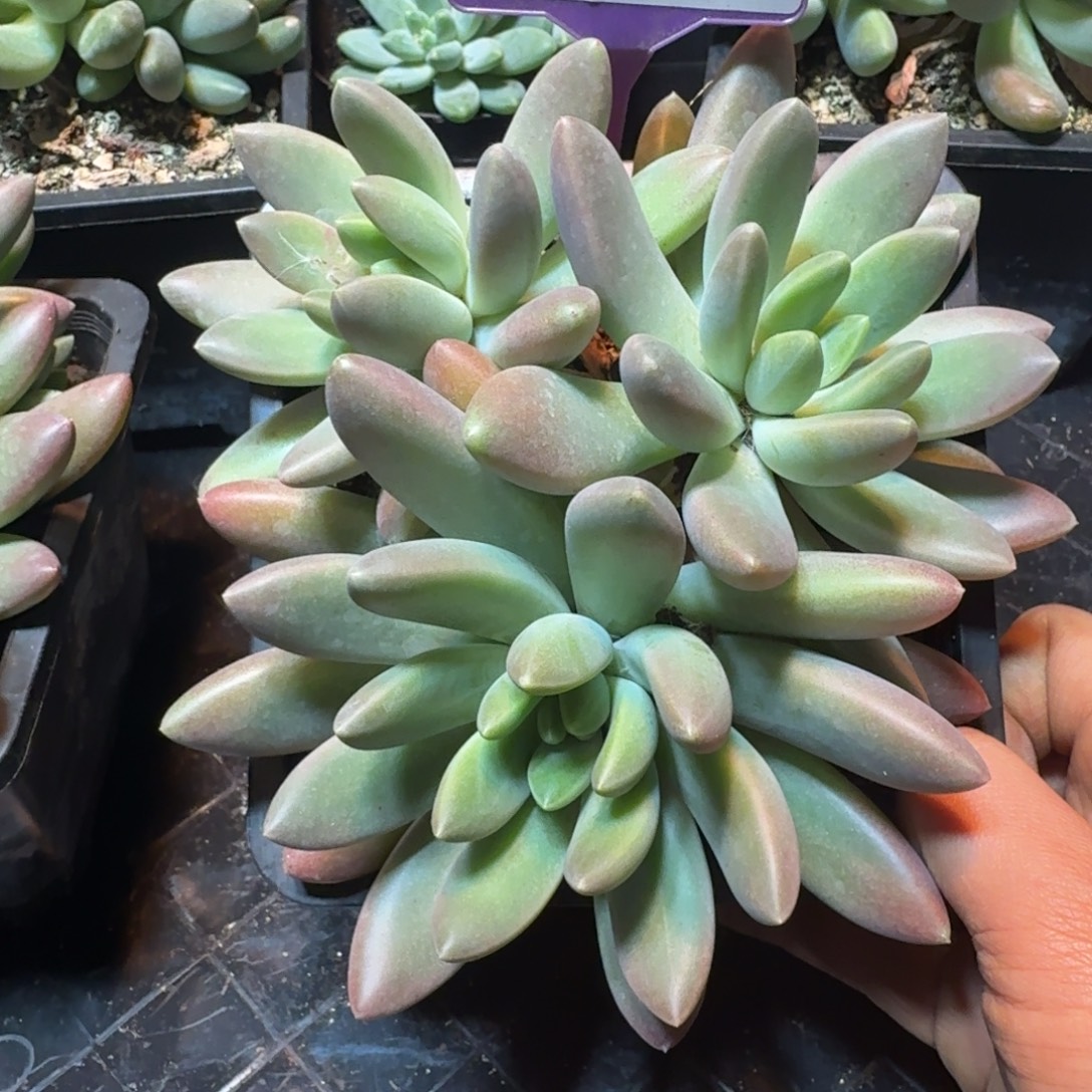 多肉植物橙色奇迹