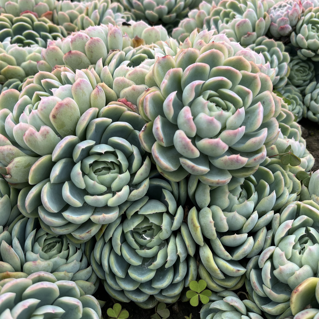 【香妃贝瑞】地栽多年香妃贝瑞 耐寒 抗冻 带有香味 老桩多肉植物C