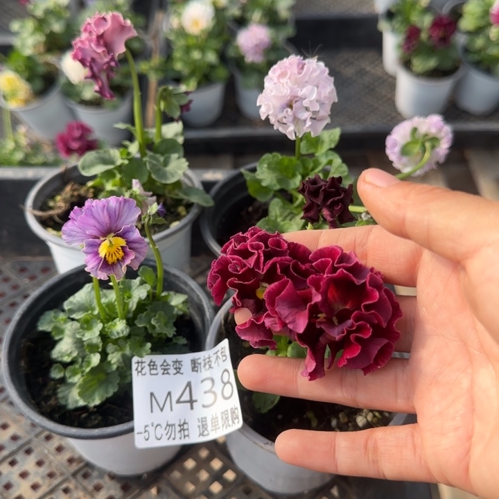 无花朵M438四个角堇小苗一物一拍默认苗晃