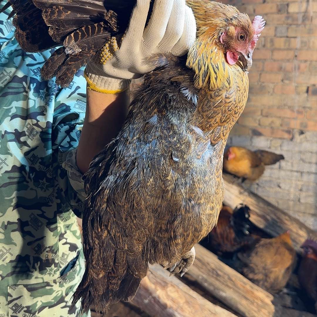 土鸡中国大陆土鸡210