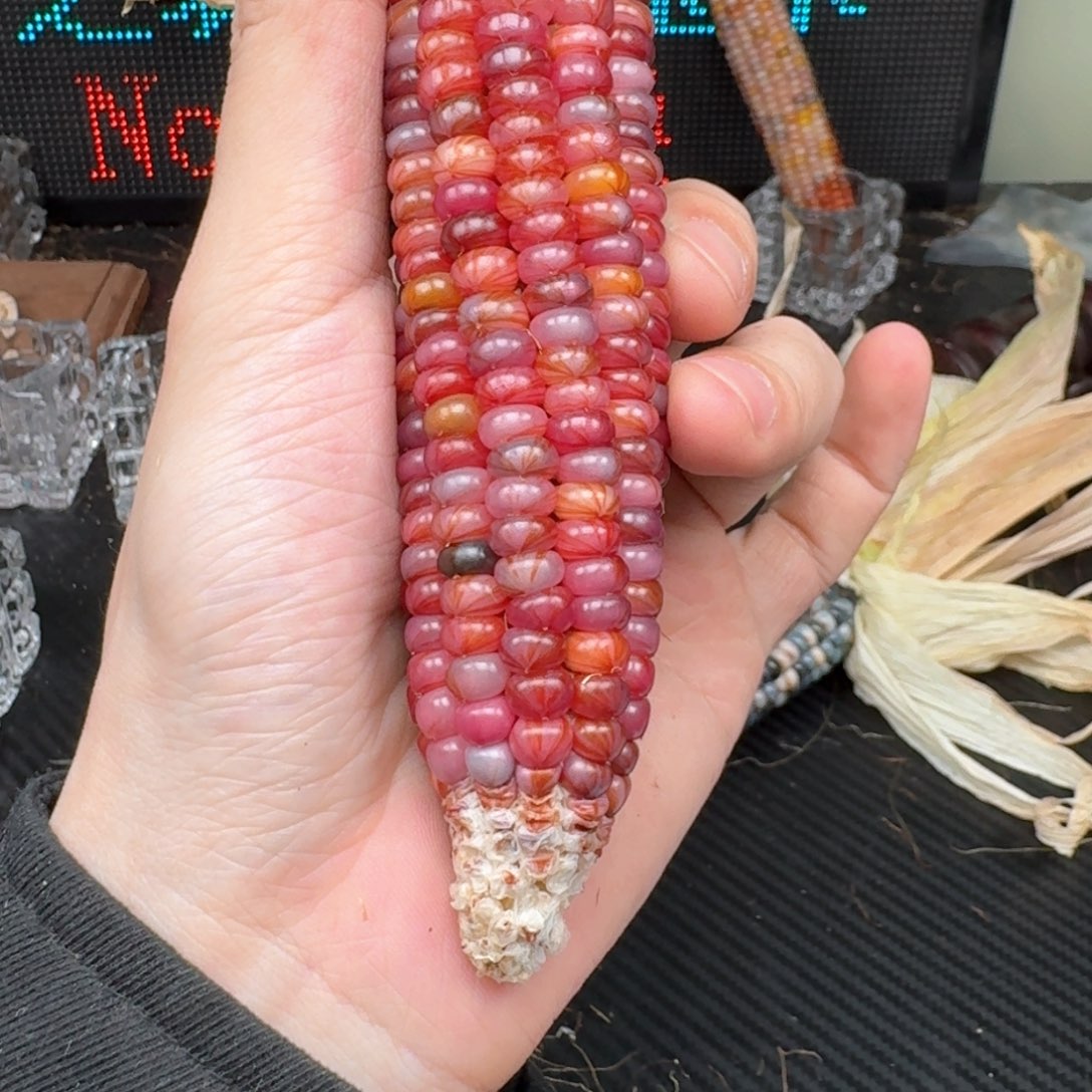 柏香籽/百香籽吊坠辰*辉