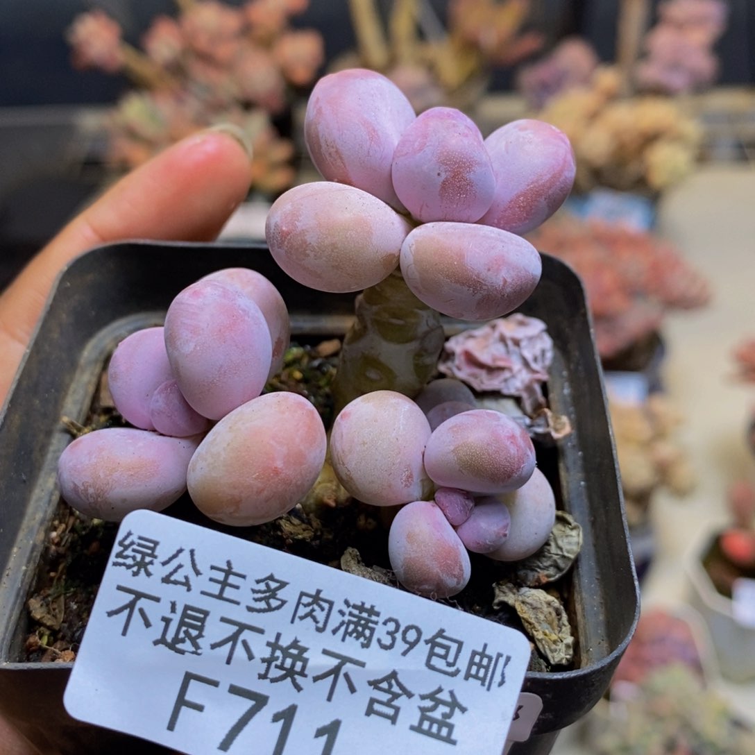 711蛋黄奶多肉4cm