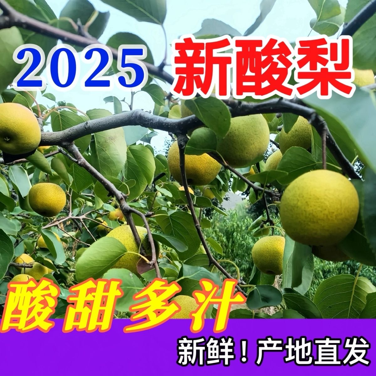 正宗农产品酸梨脆甜多汁当季水果酸梨