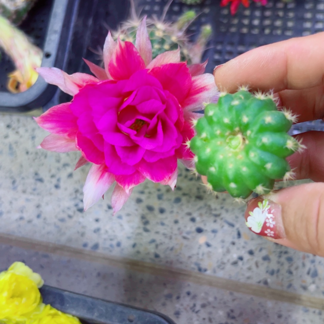 下7丽花阳24 歪无根侧芽3公分左右20包邮