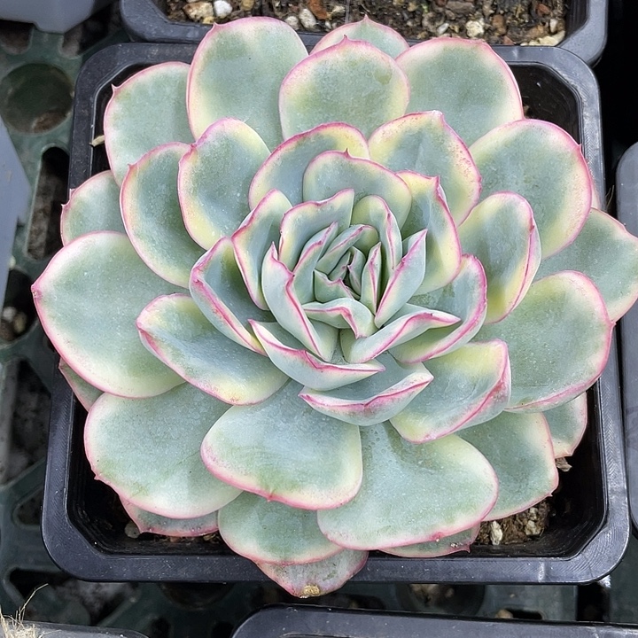 晨露锦一物一拍锦龙