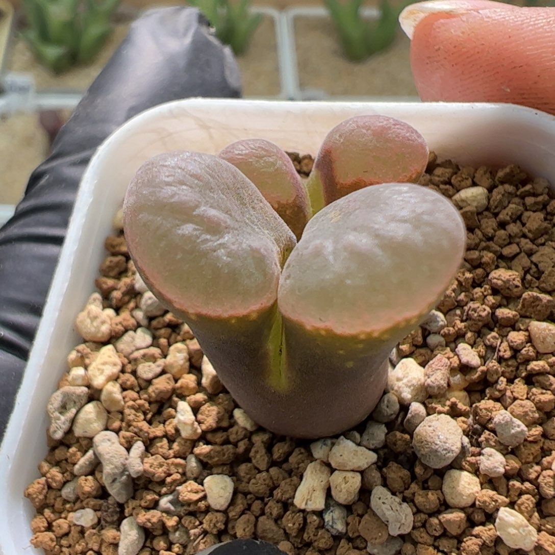 双头编号混合风铃一颗103。  