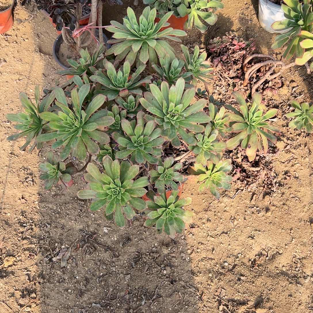 多肉植物红女巫老庄