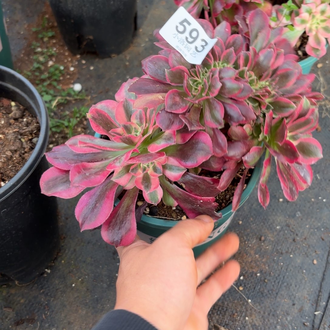 593号女郎缀化多肉植物