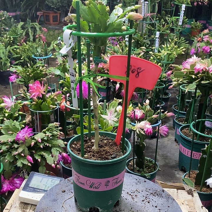 F***D叶仙嫁接三色重瓣808