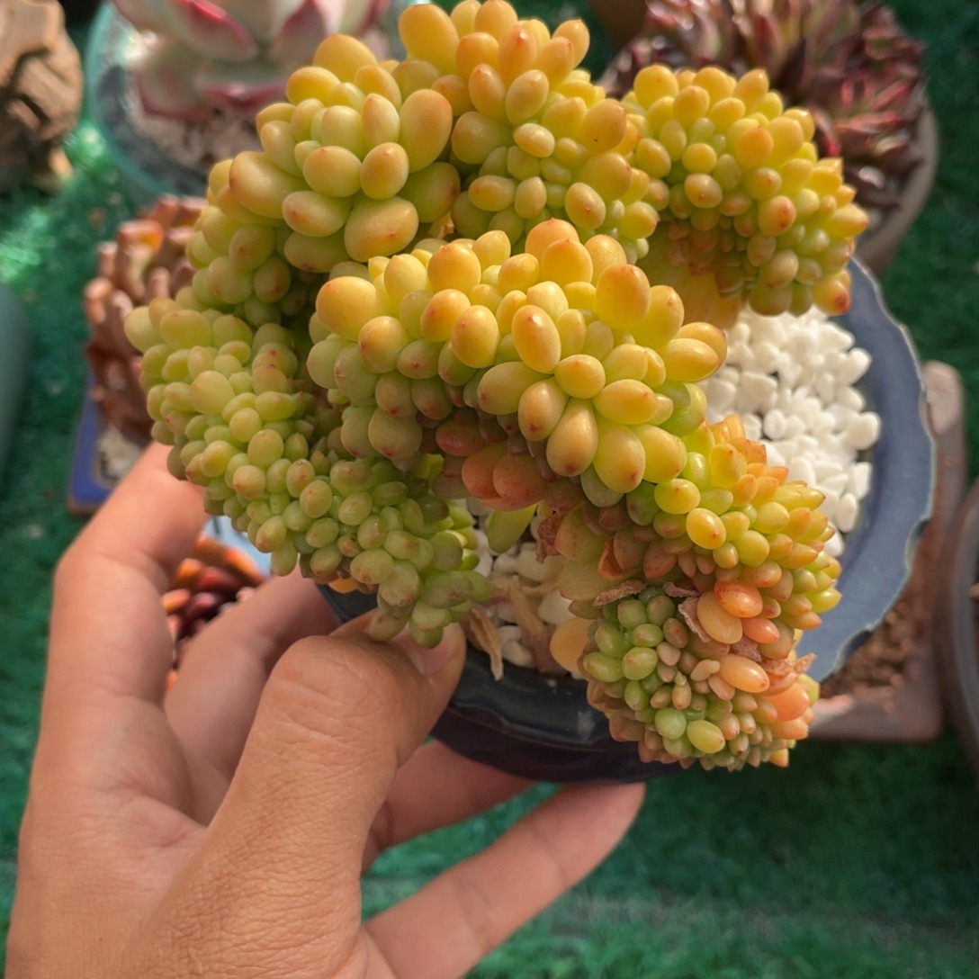 富***）多肉植物盆栽多肉植物