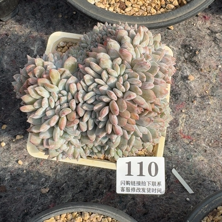 小***贝110星影缀化有瑕12cm左右