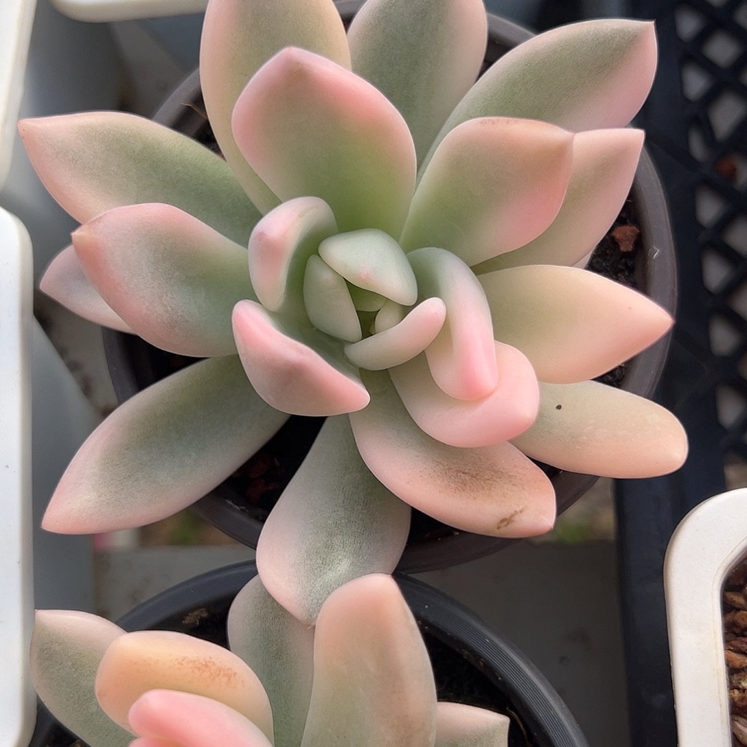 奥普锦多肉植物锦