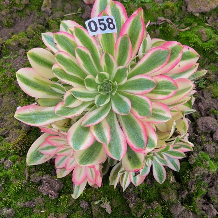 058多肉植物组合盆栽