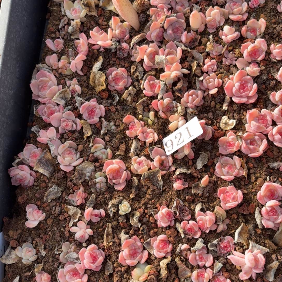 不***猫多肉植物多肉植物921