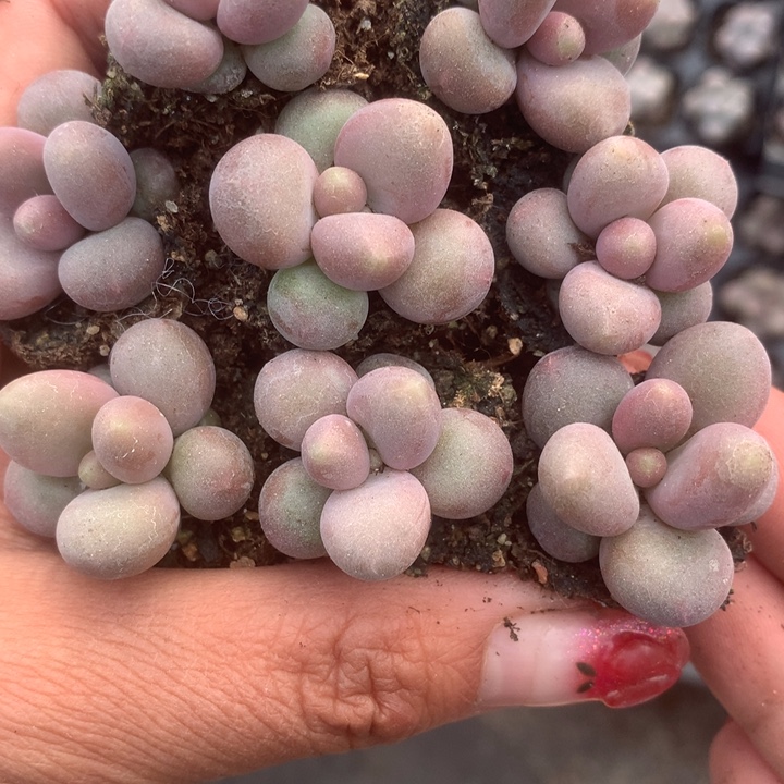 糖果3颗。 （满9.99包邮不满9.99发叶子）