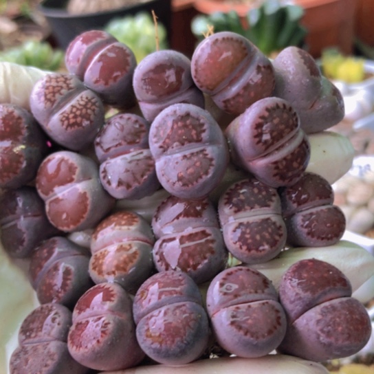 2927，1.7厘米左右如图紫李混