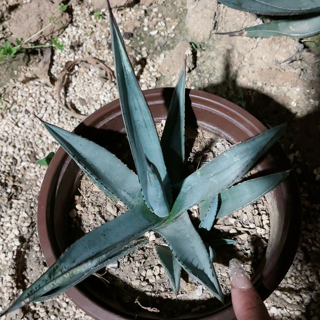 三十三间堂带测芽包邮龙舌兰