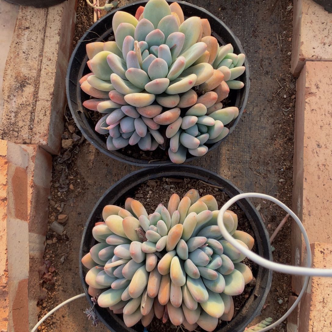 香水双头多肉植物