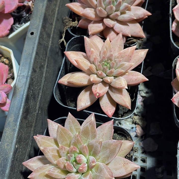 灰姑娘带哦土发货