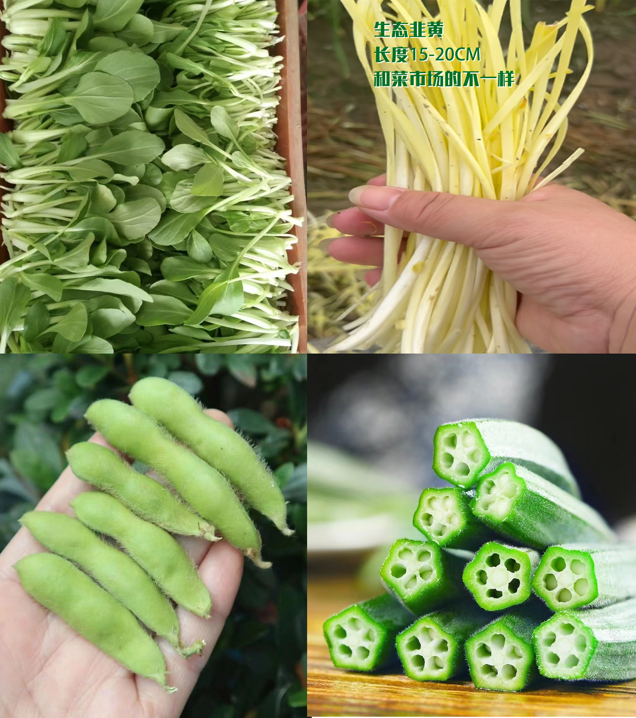 苏州常熟本地菜现采现发蔬菜组合