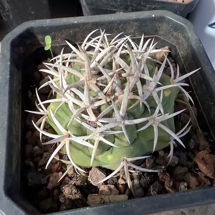 双***星双紫星一物一拍包邮