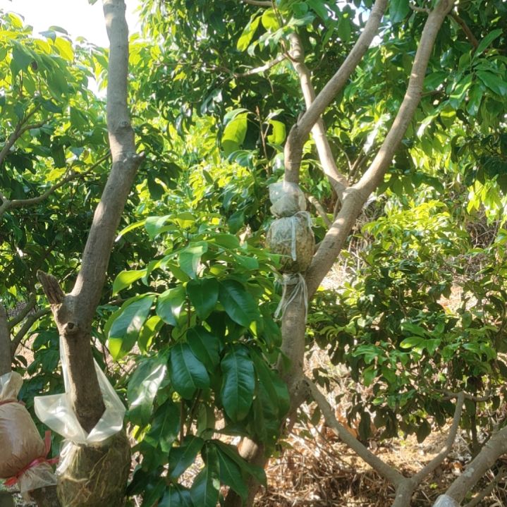 仙进奉荔枝高压苗