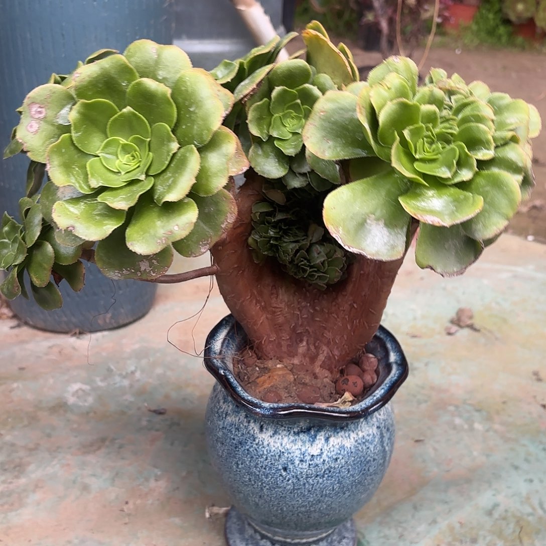 红陶哈哈哈哈哈哈哈哈哈