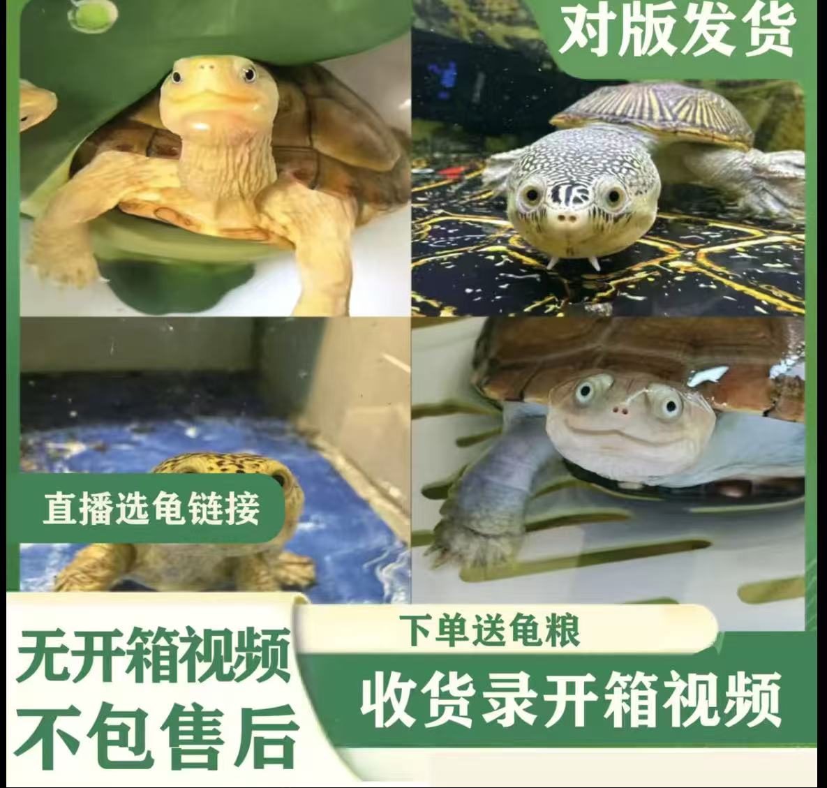 水族活体 人工饲养乌龟 宠物龟 超萌好物