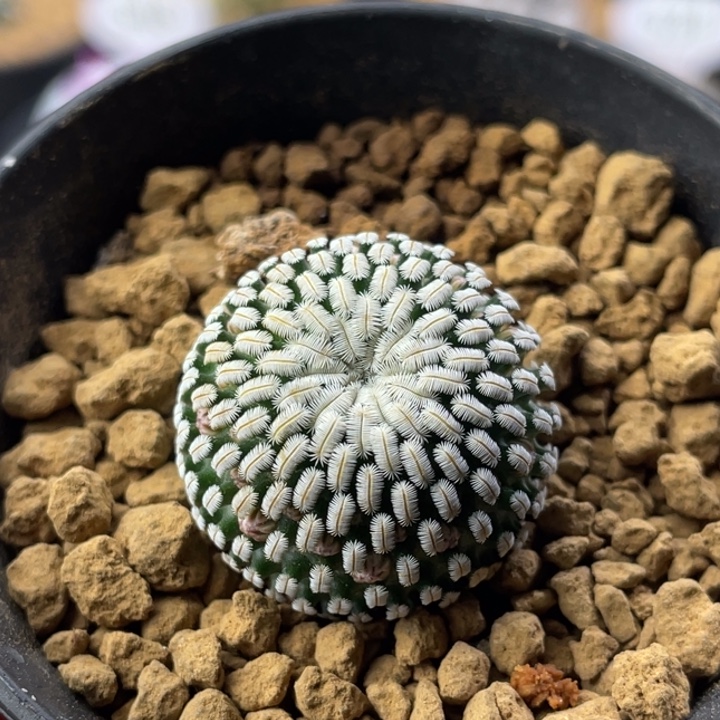 白斜子       实生根