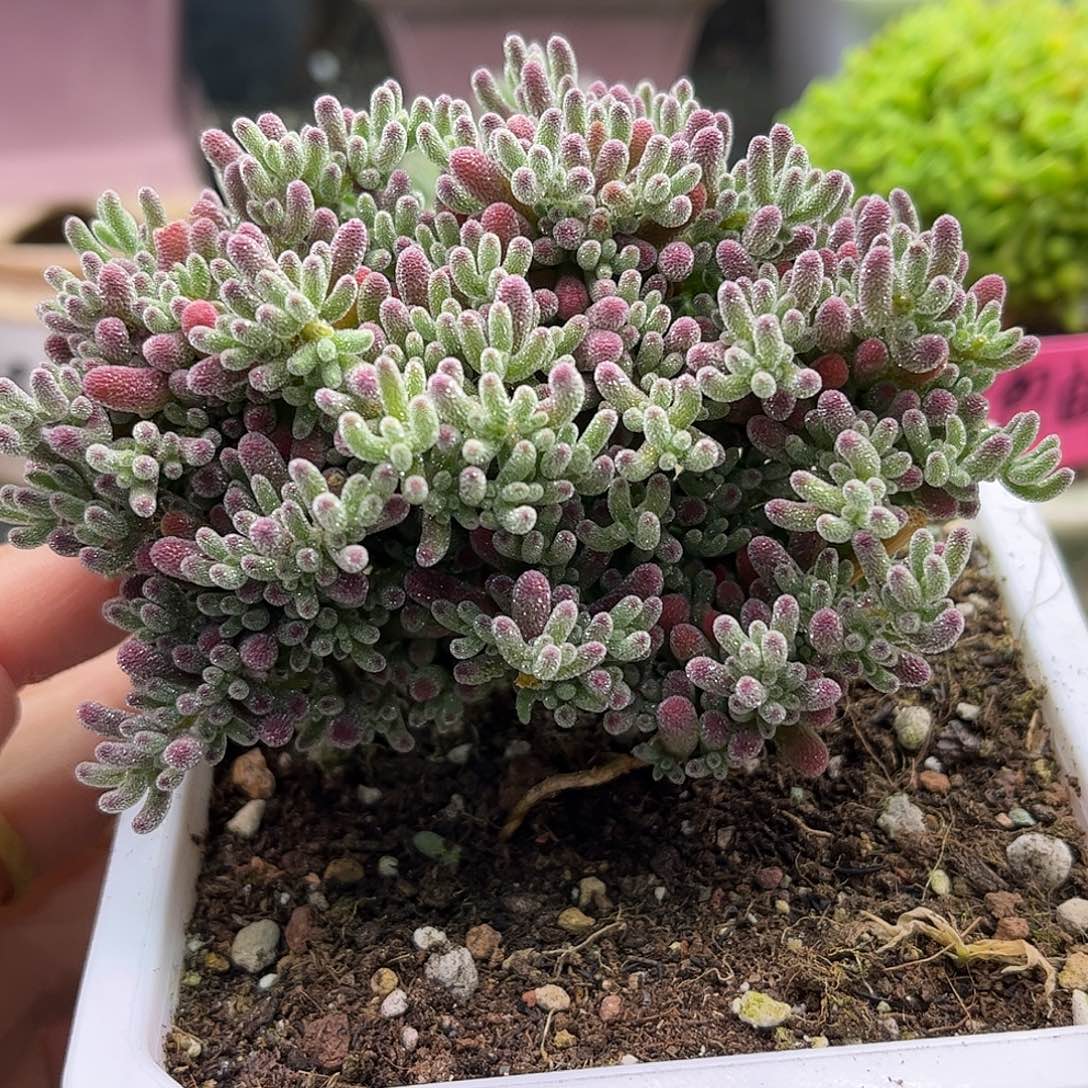 008冰晶优选枝干番杏