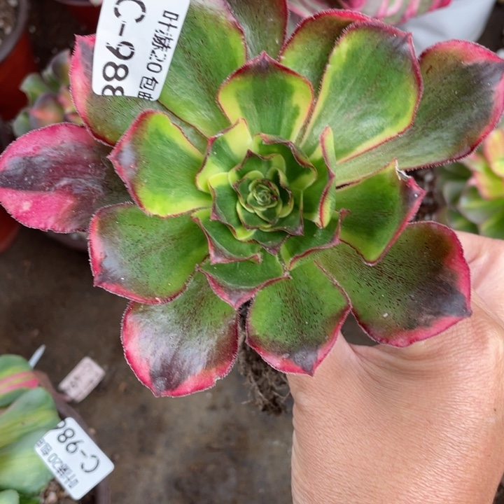 988魅影多肉123446789