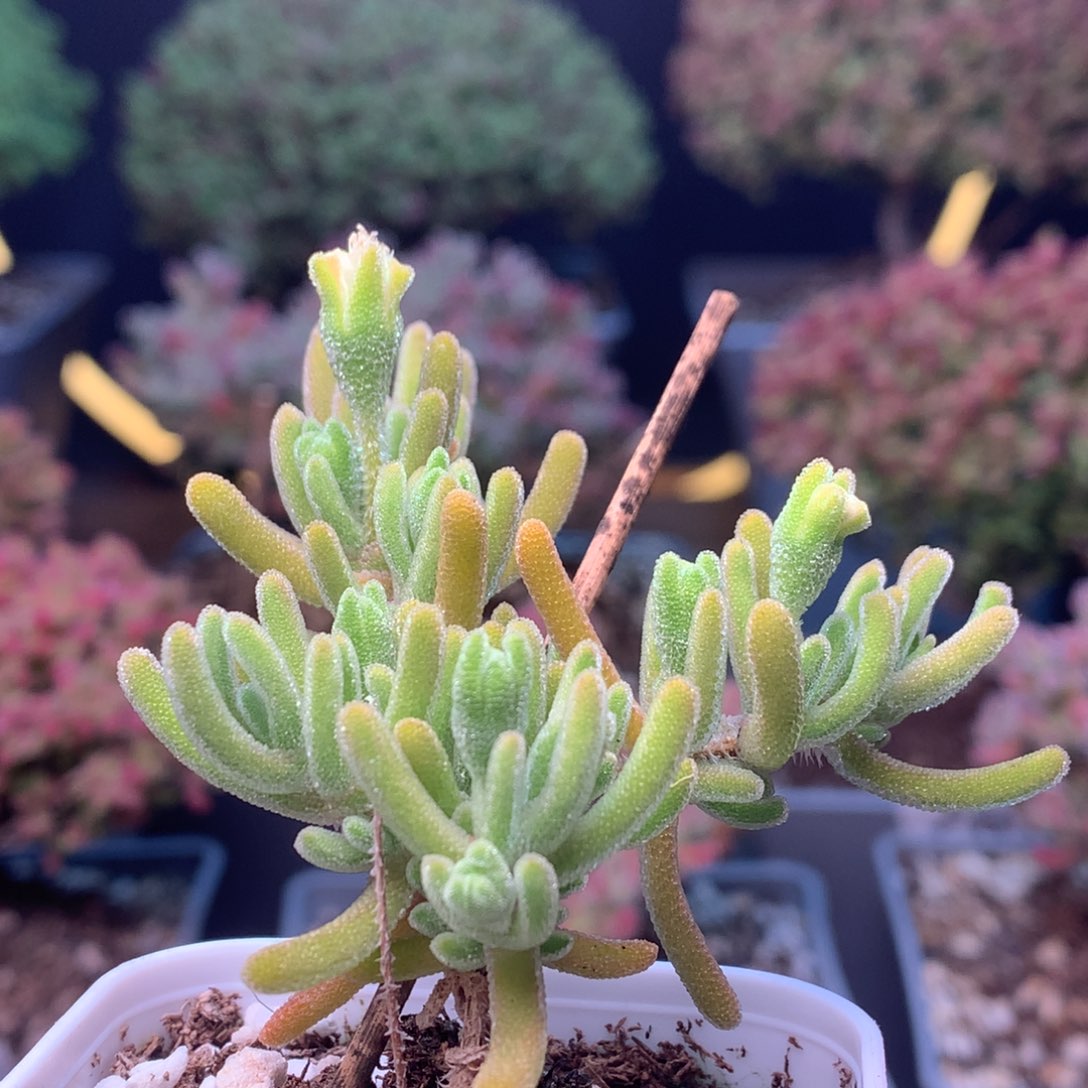 c145橙叶枝干番杏