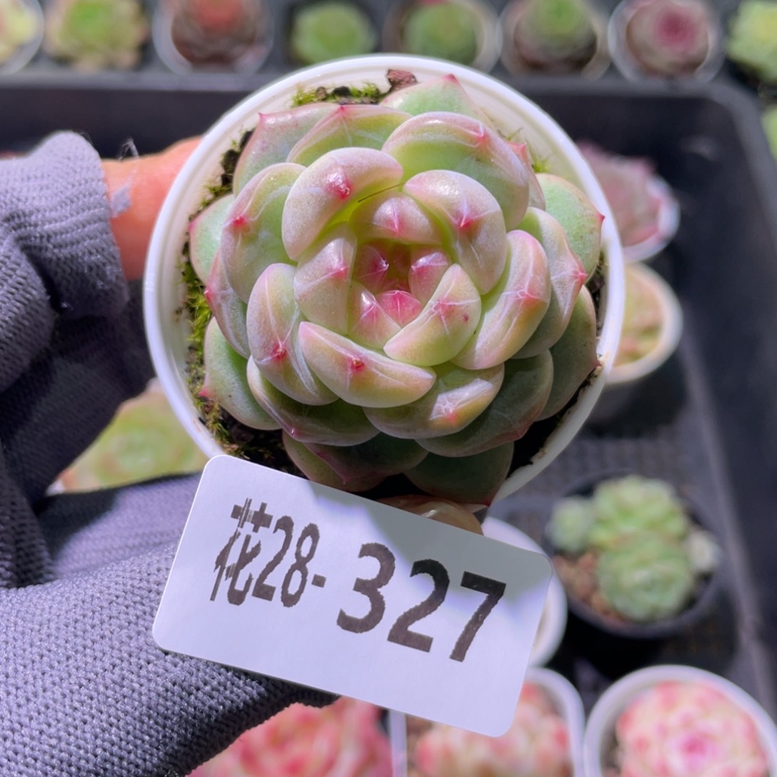 花利美28-327新品珍妮