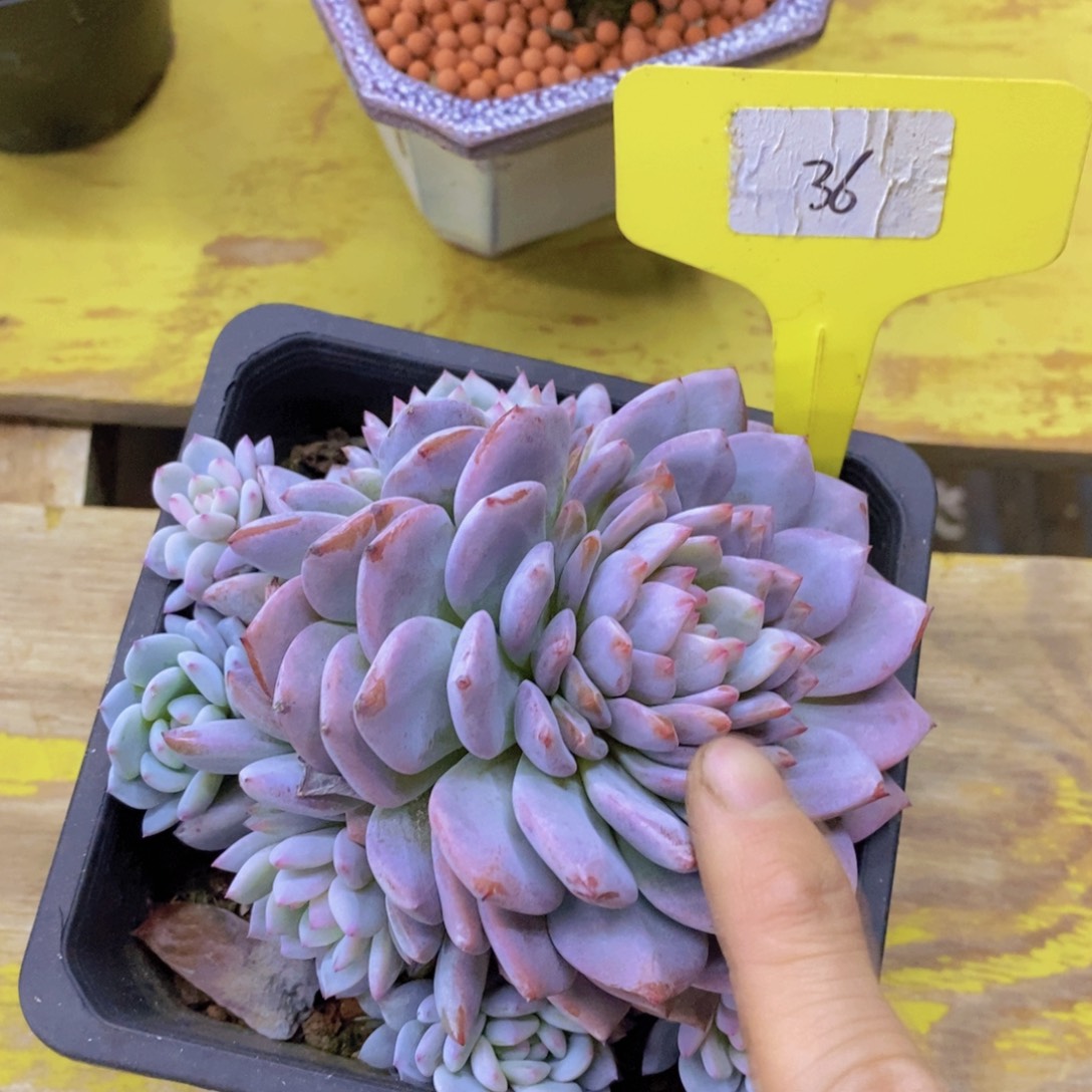 开心多肉，清货场1