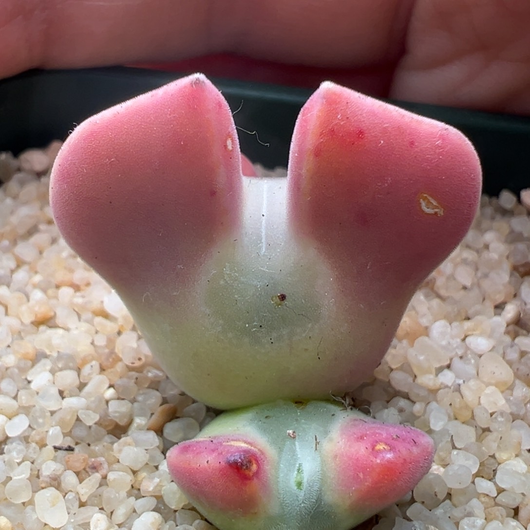 192。青蛙优选粉体大眼空蝉 三头母本