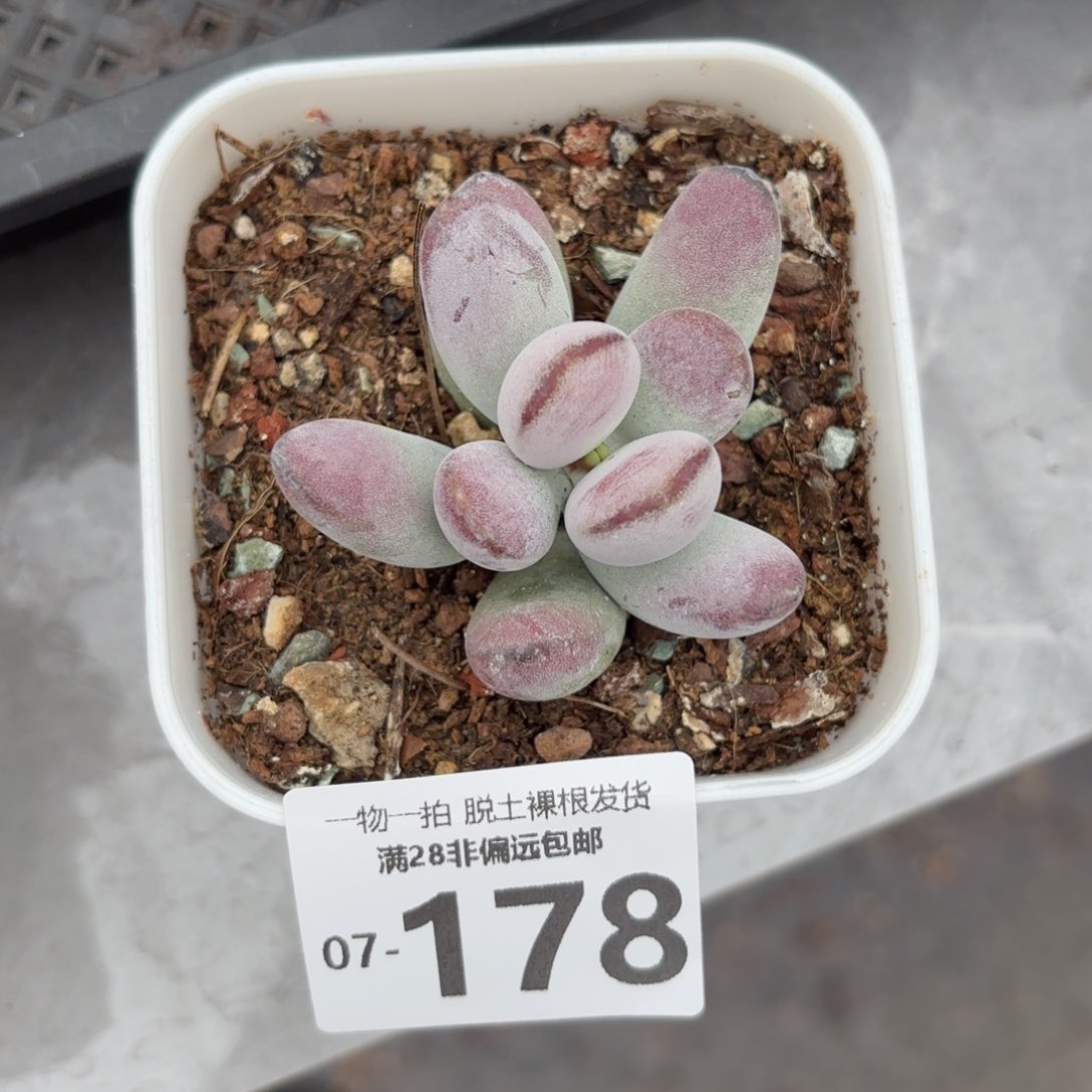 乒乓福娘多肉多肉