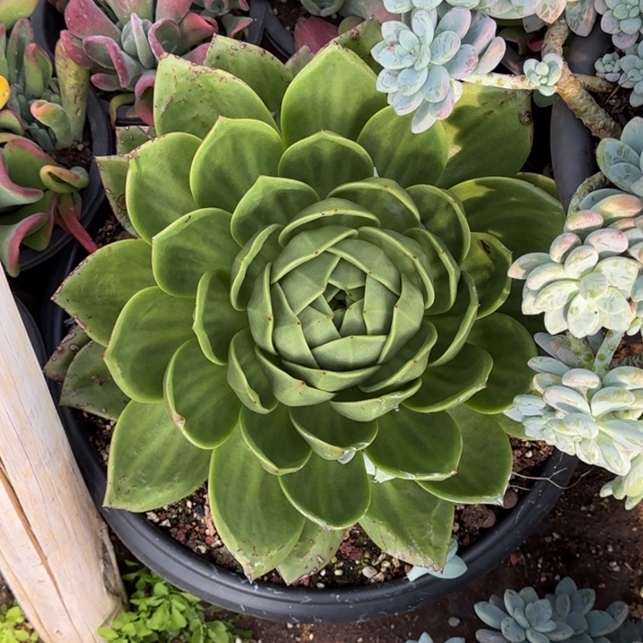 成***媒大翠花。            